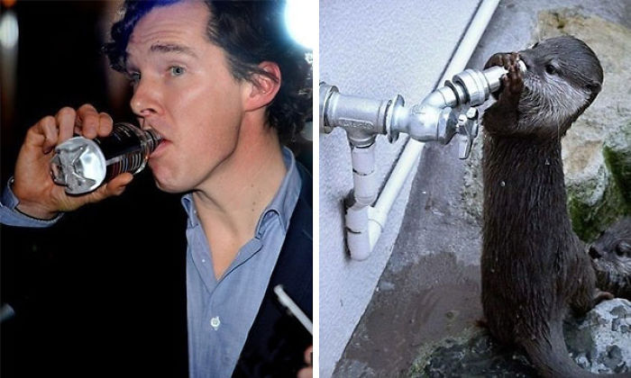 Benedict Cumberbatch Looks Like An Otter