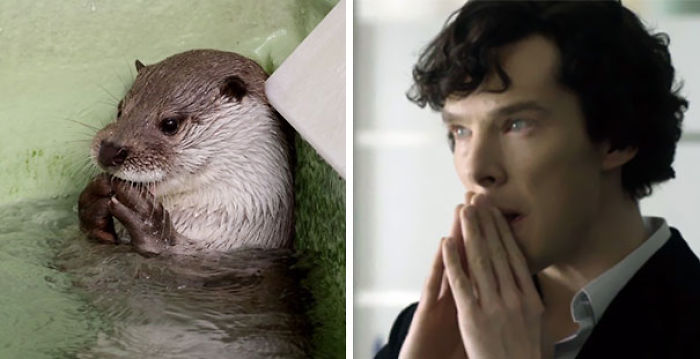 Benedict Cumberbatch Looks Like An Otter