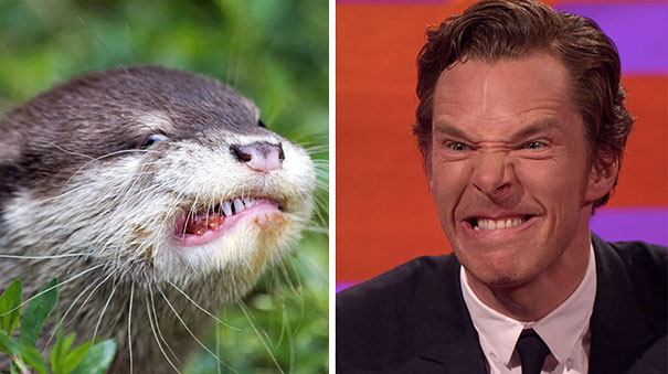Benedict Cumberbatch Looks Like An Otter
