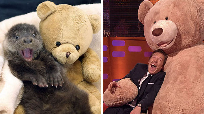 Benedict Cumberbatch Looks Like An Otter