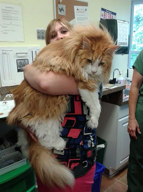 Huge Maine Coon At The Vet