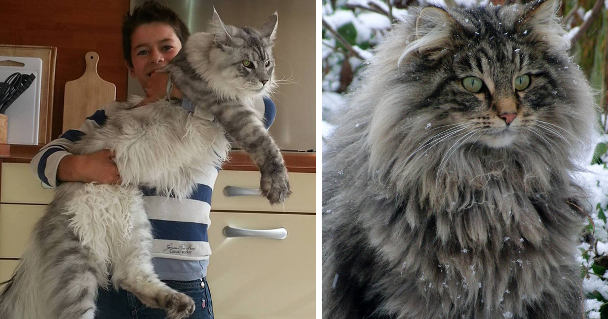 How Large Is A Maine Cat Tutorial Pics