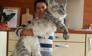 Maine Coon Cats: Giant Kitties With The Softest Character