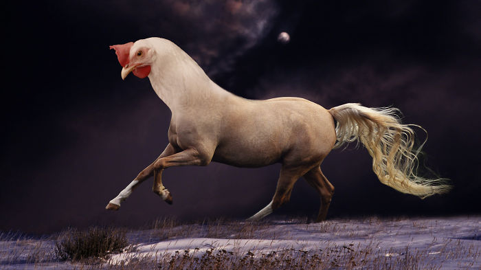 A strange animal hybrid with a chicken head on a horse body, created in Photoshop, running in a surreal landscape.