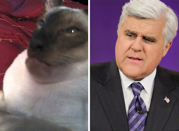 Cat Ate A Wasp... Now It Looks Like Jay Leno