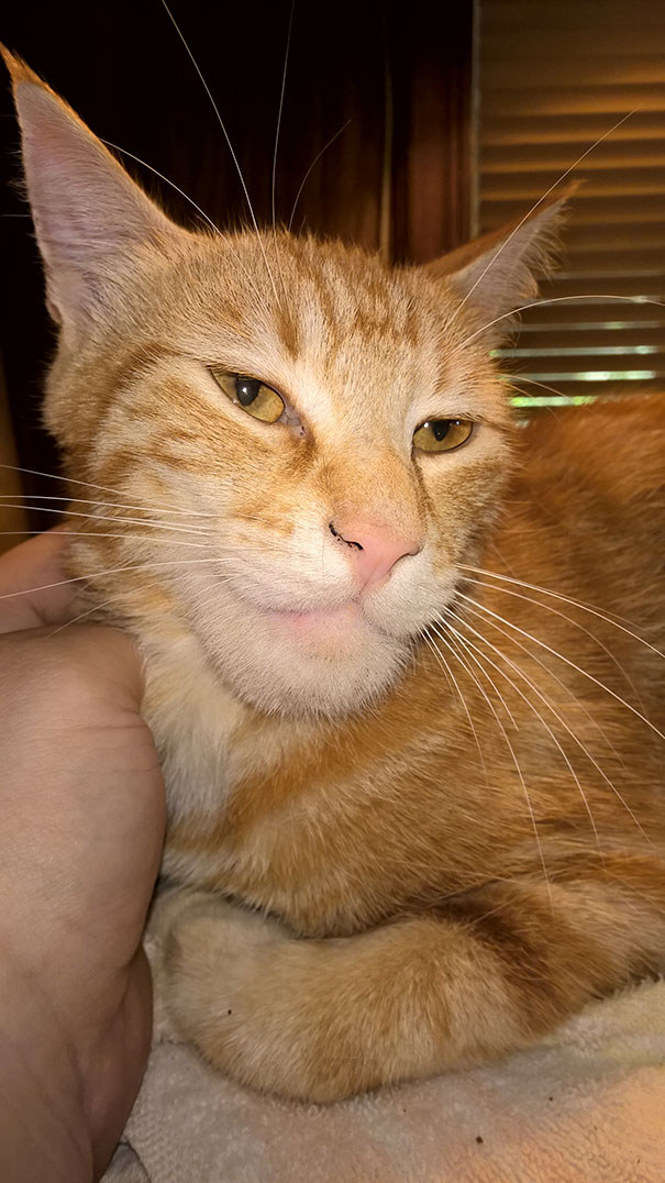 Bee Sting Cat Bee Sting Cat