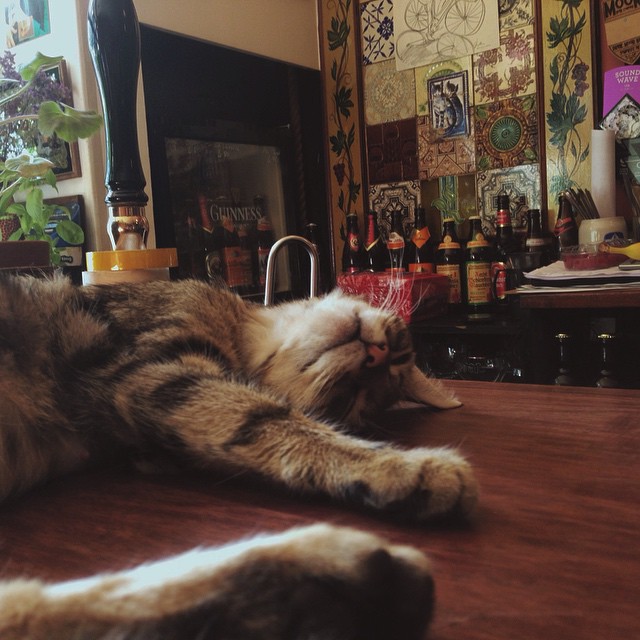 There's A Cat Pub In The UK You Need To Visit Right Meow | Bored Panda