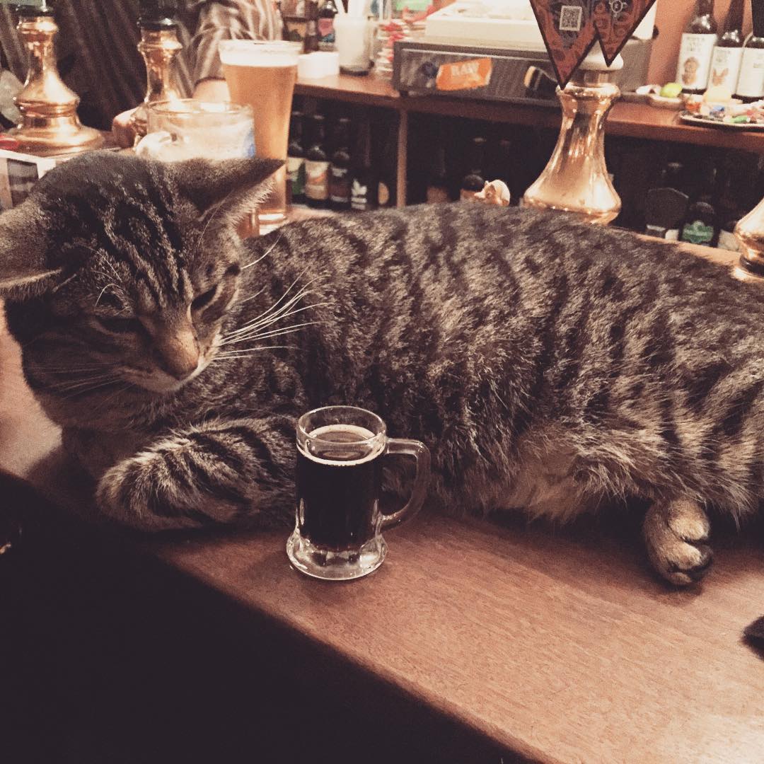 There’s A Cat Pub In The UK You Need To Visit Right Meow