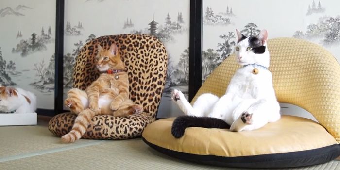 Cats Sitting Like Humans