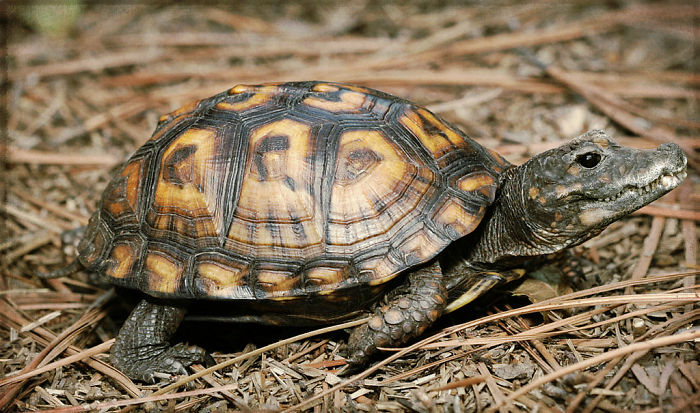 Strange animal hybrid in Photoshop, featuring a turtle with a dog head on a forest floor.