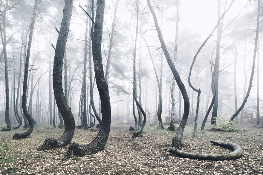 Mysterious Forest Of 400 Crooked Trees In Poland Is Still A Mystery For Scientists