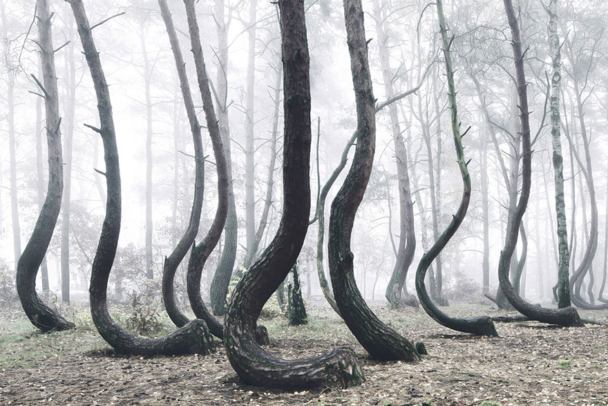 crooked-forest-krzywy-las-kilian-schonberger-poland-6