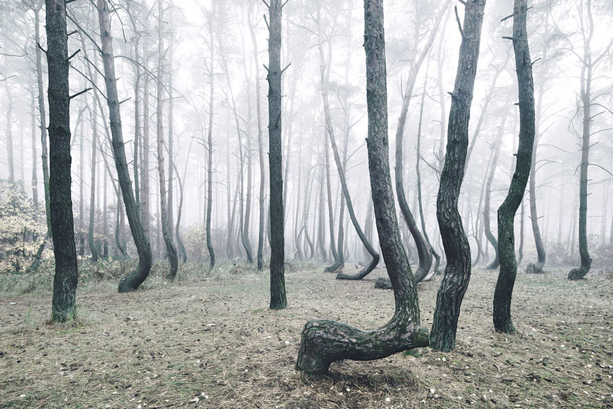 Mysterious Forest Of 400 Crooked Trees In Poland Is Still A Mystery For Scientists