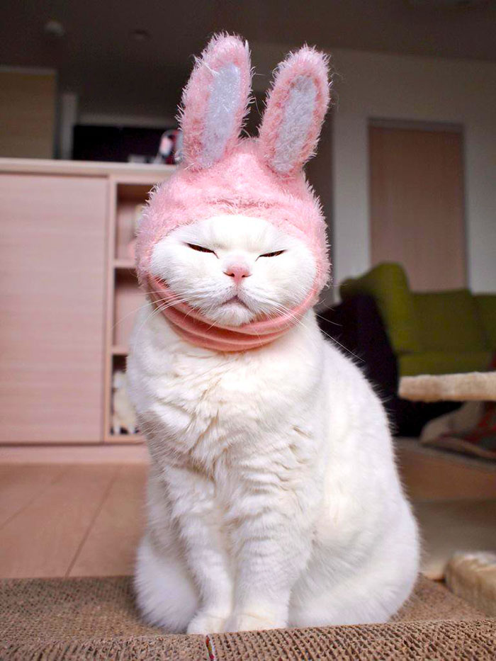 cute-japanese-cat-scottish-fold-17-year-old-ura-1
