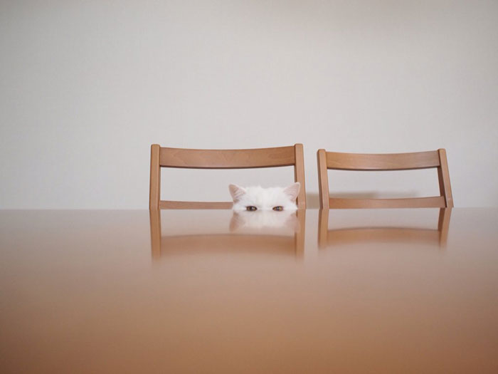 cute-japanese-cat-scottish-fold-17-year-old-ura-11