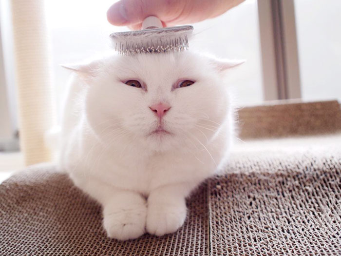 cute-japanese-cat-scottish-fold-17-year-old-ura-15
