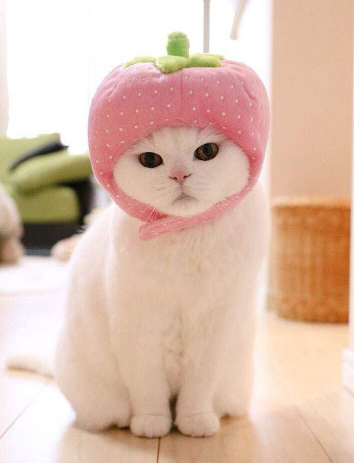 cute-japanese-cat-scottish-fold-17-year-old-ura-17