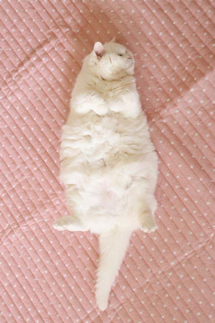 cute-japanese-cat-scottish-fold-17-year-old-ura-18