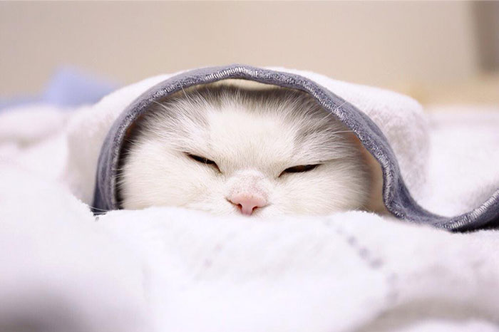 cute-japanese-cat-scottish-fold-17-year-old-ura-4