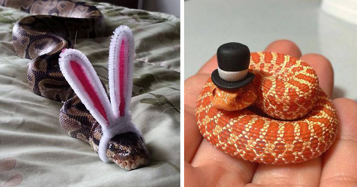 Snakes Wearing Party Hats