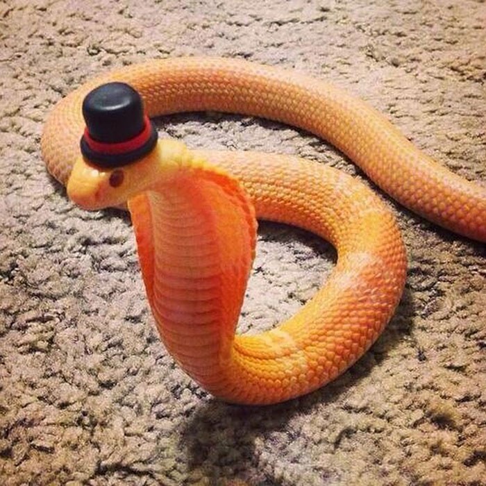 Cobra With A Top Hat
