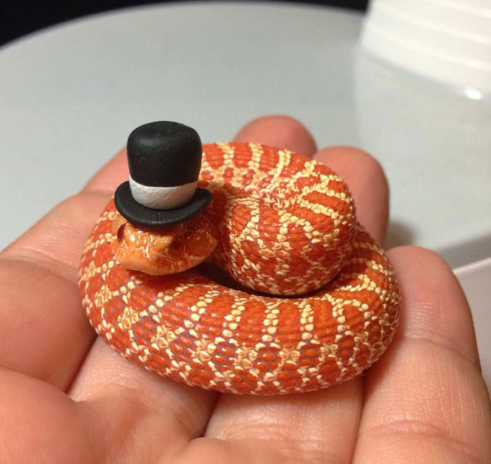 Just A Tiny Snake Wearing A Tiny Top Hat