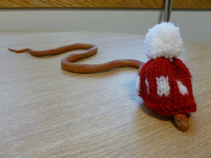 A Snake Wearing A Woolly Hat