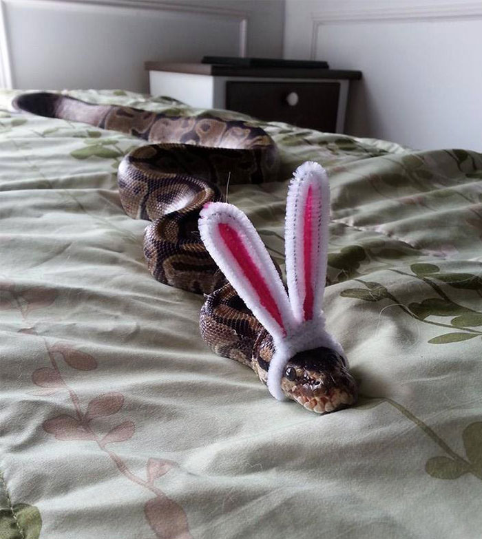 Snake In A Hat