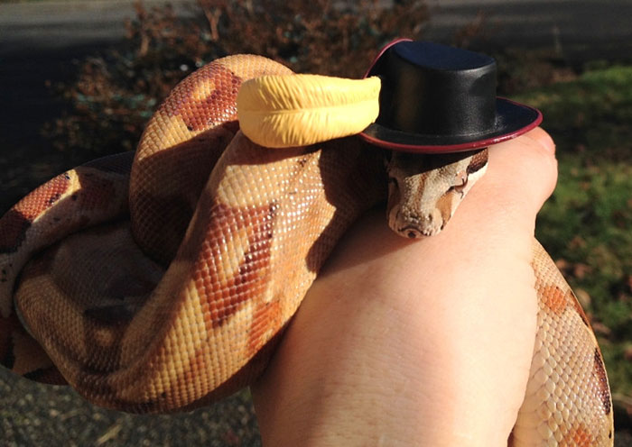 My Hypo Boa Constrictor Hades Looking Fabulous In A Muskateer Hat