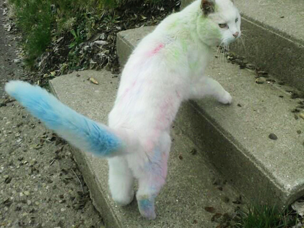 My All White Cat Rolled Around In Sidewalk Chalk