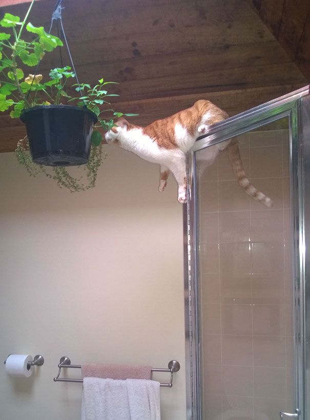 The Girlfriend Was Sure That Hanging Plants Was The Solution To Keep Them Away From The Cat