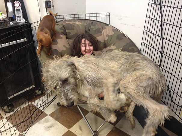 Irish Wolfhound Puppy Wants His Chair