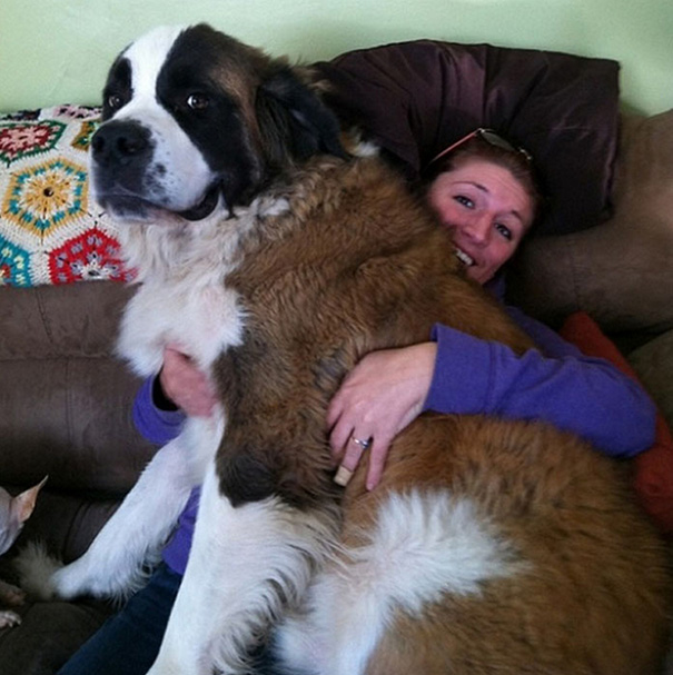 The Perks Of Owning A Big Dog