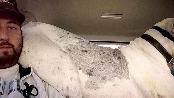 My Great Dane Thinks He's A Parrot