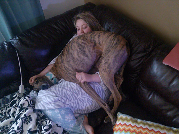 Two Months Off The Race Track And My Adopted Greyhound Is Still Trying To Understand What Being A Lap Dog Is All About
