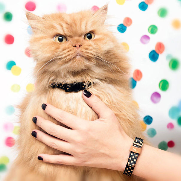 Matching Friendship Bracelets For You And Your Cat