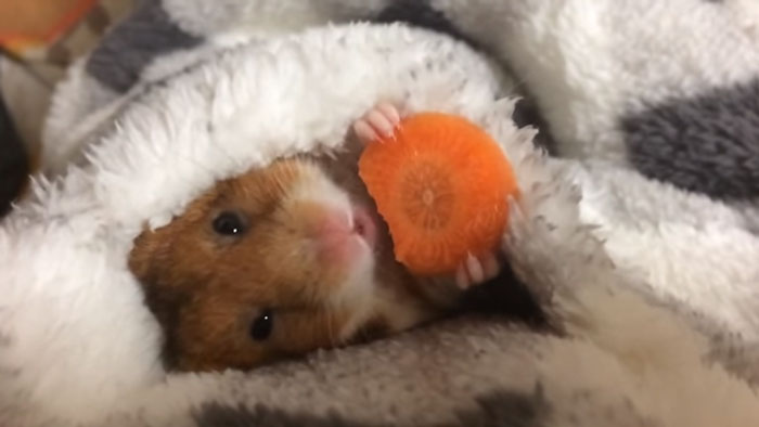 Adorable Japanese Hamster Eating A Carrot Before Sleeping Is Taking Over The Internet