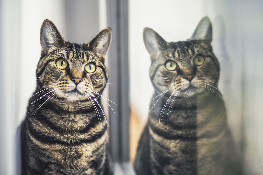 How To Take Better Photos Of Cats