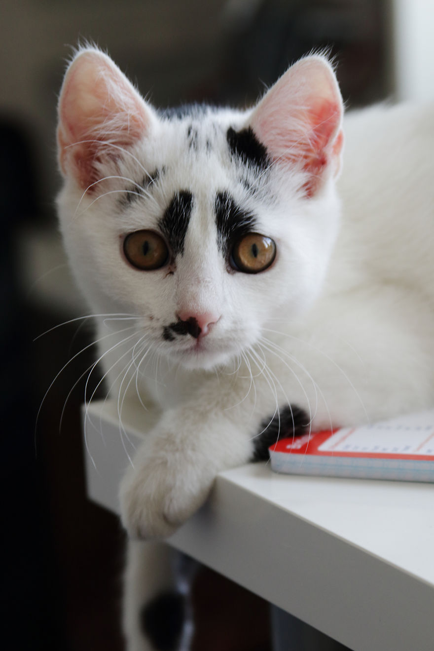 I Adopted A Cat With Funny Markings