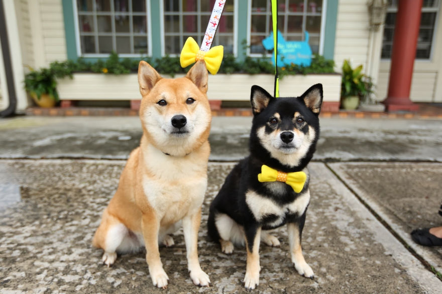 I Just Discovered The Yellow Ribbon Movement For Dogs