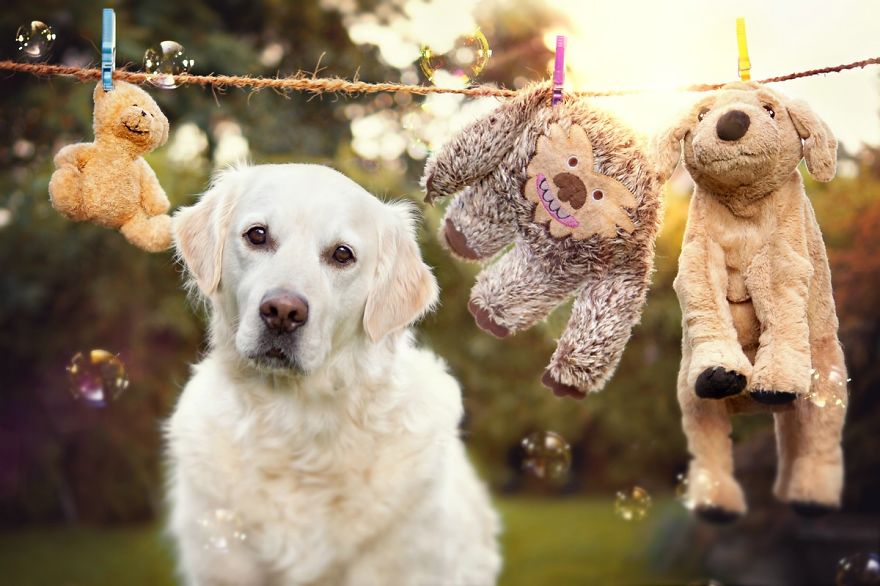 These Golden Retrievers Cannot Live Without Their Soft Toy Animals