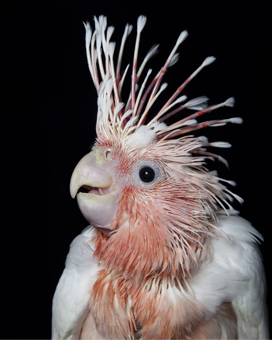 Rescued Birds Show Their Quirky And Colorful Beauty In Alex Cearns' Photos