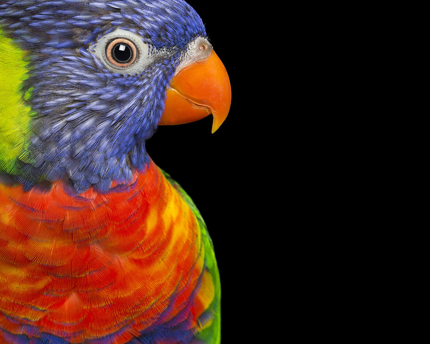 Rescued Birds Show Their Quirky And Colorful Beauty In Alex Cearns' Photos