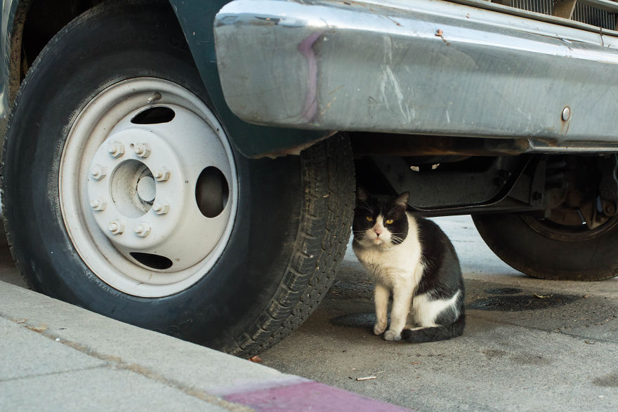 I Photograph Community Cats In Los Angeles