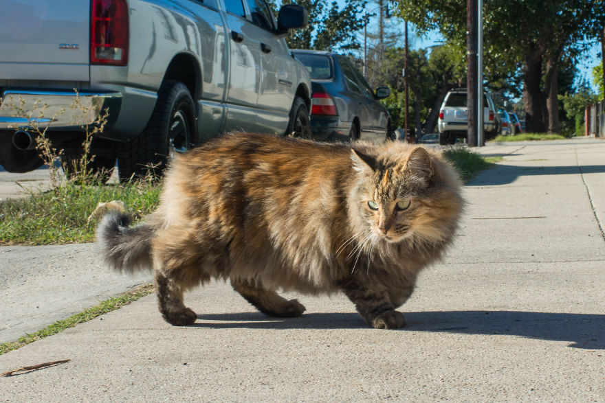 I Photograph Community Cats In Los Angeles