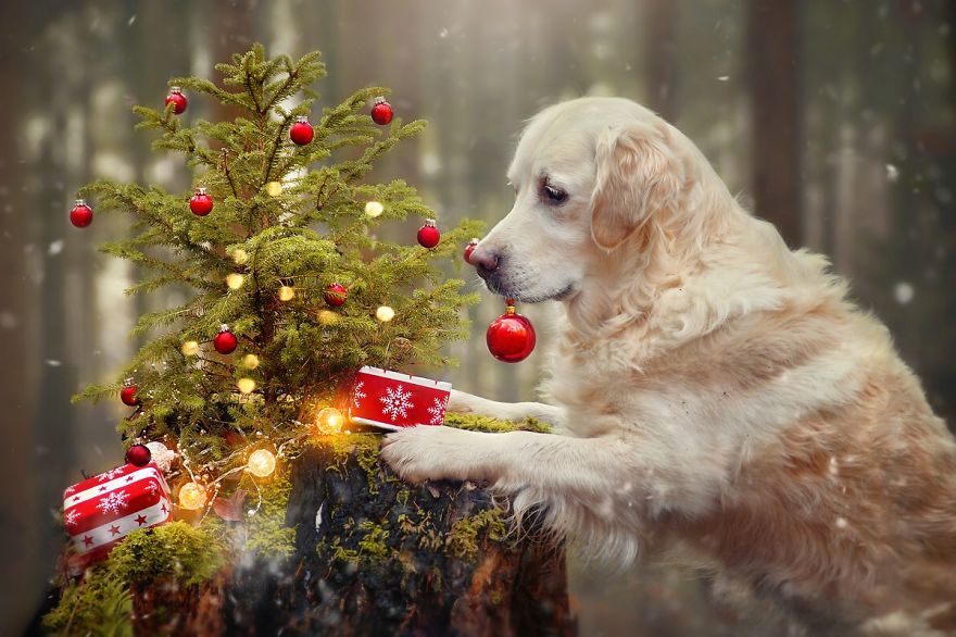 I Photograph My Dog Mali Enjoying Christmas Time