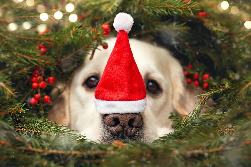 I Photograph My Dog Mali Enjoying Christmas Time