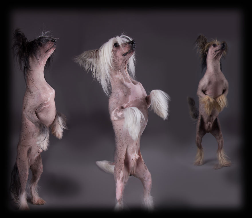 I Photograph 'Naked' Dogs That A Friend Of Mine Brings To My Studio