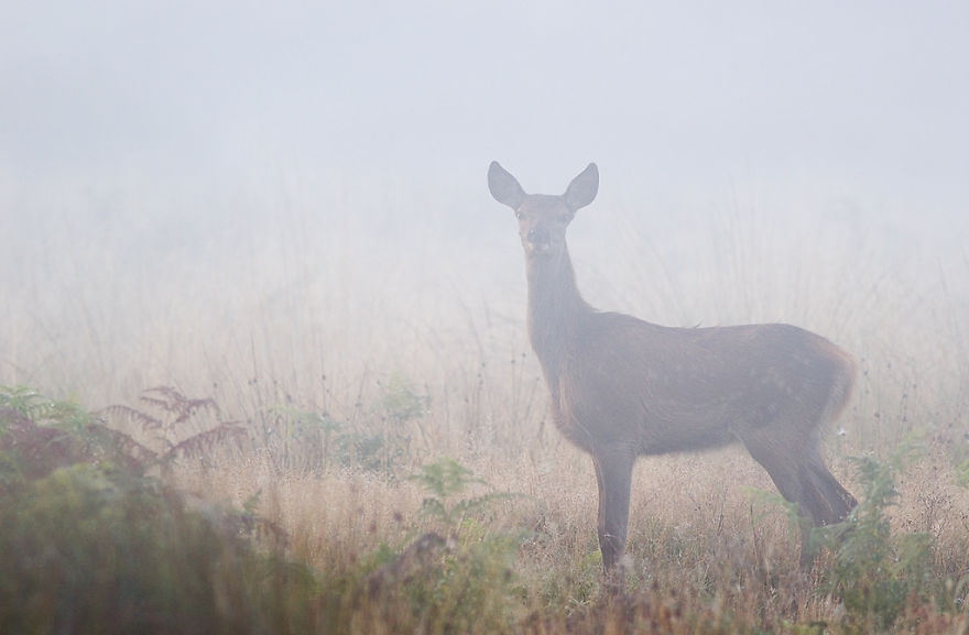 I Capture The Magnificent Deer Living In Richmond Park In The Middle Of London