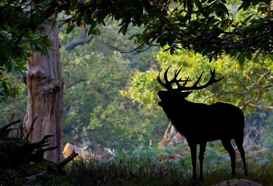 I Capture The Magnificent Deer Living In Richmond Park In The Middle Of London